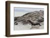 Galapagos Sea Lion (Zalophus Wollebaeki) Adult Bull-Michael Nolan-Framed Photographic Print