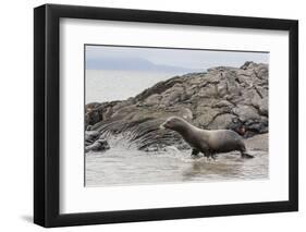 Galapagos Sea Lion (Zalophus Wollebaeki) Adult Bull-Michael Nolan-Framed Photographic Print