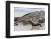 Galapagos Sea Lion (Zalophus Wollebaeki) Adult Bull-Michael Nolan-Framed Photographic Print