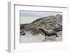 Galapagos Sea Lion (Zalophus Wollebaeki) Adult Bull-Michael Nolan-Framed Photographic Print