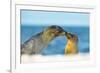 Galapagos Sea Lion (Zalophus Wollebaeki) Mother and Young Touching Noses, Galapagos Islands, May-Ben Hall-Framed Photographic Print