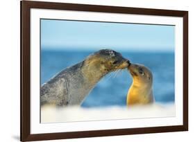 Galapagos Sea Lion (Zalophus Wollebaeki) Mother and Young Touching Noses, Galapagos Islands, May-Ben Hall-Framed Photographic Print