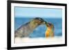 Galapagos Sea Lion (Zalophus Wollebaeki) Mother and Young Touching Noses, Galapagos Islands, May-Ben Hall-Framed Photographic Print