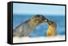 Galapagos Sea Lion (Zalophus Wollebaeki) Mother and Young Touching Noses, Galapagos Islands, May-Ben Hall-Framed Stretched Canvas