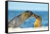 Galapagos Sea Lion (Zalophus Wollebaeki) Mother and Young Touching Noses, Galapagos Islands, May-Ben Hall-Framed Stretched Canvas