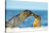 Galapagos Sea Lion (Zalophus Wollebaeki) Mother and Young Touching Noses, Galapagos Islands, May-Ben Hall-Stretched Canvas