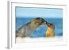 Galapagos Sea Lion (Zalophus Wollebaeki) Mother and Young Touching Noses, Galapagos Islands, May-Ben Hall-Framed Photographic Print