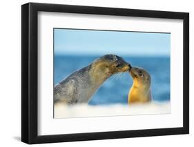 Galapagos Sea Lion (Zalophus Wollebaeki) Mother and Young Touching Noses, Galapagos Islands, May-Ben Hall-Framed Premium Photographic Print