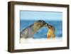 Galapagos Sea Lion (Zalophus Wollebaeki) Mother and Young Touching Noses, Galapagos Islands, May-Ben Hall-Framed Photographic Print