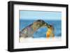 Galapagos Sea Lion (Zalophus Wollebaeki) Mother and Young Touching Noses, Galapagos Islands, May-Ben Hall-Framed Photographic Print