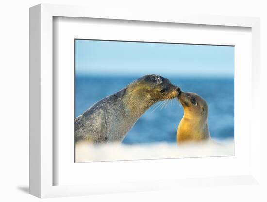 Galapagos Sea Lion (Zalophus Wollebaeki) Mother and Young Touching Noses, Galapagos Islands, May-Ben Hall-Framed Photographic Print