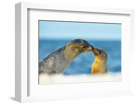 Galapagos Sea Lion (Zalophus Wollebaeki) Mother and Young Touching Noses, Galapagos Islands, May-Ben Hall-Framed Photographic Print