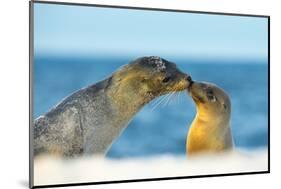 Galapagos Sea Lion (Zalophus Wollebaeki) Mother and Young Touching Noses, Galapagos Islands, May-Ben Hall-Mounted Photographic Print