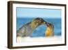 Galapagos Sea Lion (Zalophus Wollebaeki) Mother and Young Touching Noses, Galapagos Islands, May-Ben Hall-Framed Photographic Print