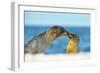 Galapagos Sea Lion (Zalophus Wollebaeki) Mother and Young Touching Noses, Galapagos Islands, May-Ben Hall-Framed Photographic Print