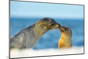 Galapagos Sea Lion (Zalophus Wollebaeki) Mother and Young Touching Noses, Galapagos Islands, May-Ben Hall-Mounted Photographic Print