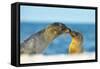 Galapagos Sea Lion (Zalophus Wollebaeki) Mother and Young Touching Noses, Galapagos Islands, May-Ben Hall-Framed Stretched Canvas