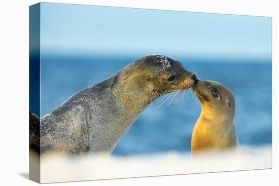 Galapagos Sea Lion (Zalophus Wollebaeki) Mother and Young Touching Noses, Galapagos Islands, May-Ben Hall-Stretched Canvas