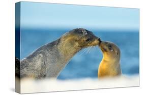 Galapagos Sea Lion (Zalophus Wollebaeki) Mother and Young Touching Noses, Galapagos Islands, May-Ben Hall-Stretched Canvas