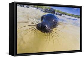 Galapagos Sea Lion (Zalophus Wollebaeki) Pup, Gardner Bay, Espanola Island, UNESCO Site, Ecuador-Michael Nolan-Framed Stretched Canvas