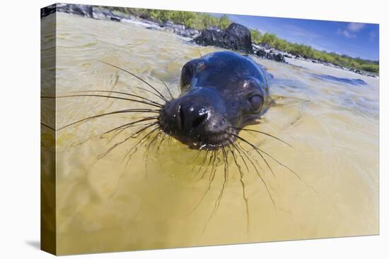 Galapagos Sea Lion (Zalophus Wollebaeki) Pup, Gardner Bay, Espanola Island, UNESCO Site, Ecuador-Michael Nolan-Stretched Canvas