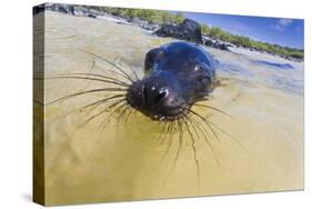 Galapagos Sea Lion (Zalophus Wollebaeki) Pup, Gardner Bay, Espanola Island, UNESCO Site, Ecuador-Michael Nolan-Stretched Canvas