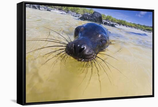 Galapagos Sea Lion (Zalophus Wollebaeki) Pup, Gardner Bay, Espanola Island, UNESCO Site, Ecuador-Michael Nolan-Framed Stretched Canvas