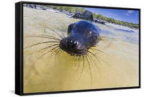 Galapagos Sea Lion (Zalophus Wollebaeki) Pup, Gardner Bay, Espanola Island, UNESCO Site, Ecuador-Michael Nolan-Framed Stretched Canvas