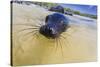 Galapagos Sea Lion (Zalophus Wollebaeki) Pup, Gardner Bay, Espanola Island, UNESCO Site, Ecuador-Michael Nolan-Stretched Canvas