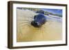 Galapagos Sea Lion (Zalophus Wollebaeki) Pup, Gardner Bay, Espanola Island, UNESCO Site, Ecuador-Michael Nolan-Framed Photographic Print