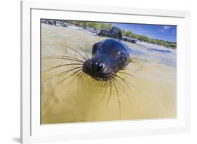 Galapagos Sea Lion (Zalophus Wollebaeki) Pup, Gardner Bay, Espanola Island, UNESCO Site, Ecuador-Michael Nolan-Framed Photographic Print