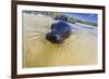 Galapagos Sea Lion (Zalophus Wollebaeki) Pup, Gardner Bay, Espanola Island, UNESCO Site, Ecuador-Michael Nolan-Framed Photographic Print