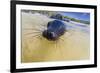 Galapagos Sea Lion (Zalophus Wollebaeki) Pup, Gardner Bay, Espanola Island, UNESCO Site, Ecuador-Michael Nolan-Framed Photographic Print