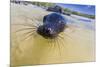 Galapagos Sea Lion (Zalophus Wollebaeki) Pup, Gardner Bay, Espanola Island, UNESCO Site, Ecuador-Michael Nolan-Mounted Photographic Print