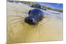 Galapagos Sea Lion (Zalophus Wollebaeki) Pup, Gardner Bay, Espanola Island, UNESCO Site, Ecuador-Michael Nolan-Mounted Photographic Print