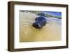 Galapagos Sea Lion (Zalophus Wollebaeki) Pup, Gardner Bay, Espanola Island, UNESCO Site, Ecuador-Michael Nolan-Framed Premium Photographic Print