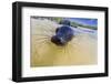 Galapagos Sea Lion (Zalophus Wollebaeki) Pup, Gardner Bay, Espanola Island, UNESCO Site, Ecuador-Michael Nolan-Framed Premium Photographic Print