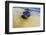 Galapagos Sea Lion (Zalophus Wollebaeki) Pup, Gardner Bay, Espanola Island, UNESCO Site, Ecuador-Michael Nolan-Framed Photographic Print