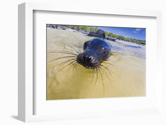 Galapagos Sea Lion (Zalophus Wollebaeki) Pup, Gardner Bay, Espanola Island, UNESCO Site, Ecuador-Michael Nolan-Framed Photographic Print