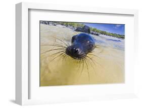 Galapagos Sea Lion (Zalophus Wollebaeki) Pup, Gardner Bay, Espanola Island, UNESCO Site, Ecuador-Michael Nolan-Framed Photographic Print