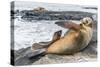 Galapagos Sea Lion (Zalophus Wollebaeki) Pup Nursing in Puerto Egas-Michael Nolan-Stretched Canvas