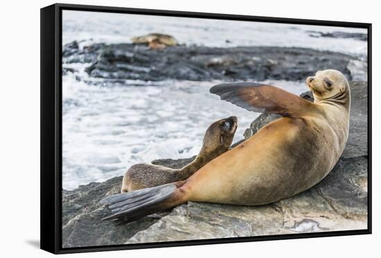 Galapagos Sea Lion (Zalophus Wollebaeki) Pup Nursing in Puerto Egas-Michael Nolan-Framed Stretched Canvas