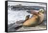 Galapagos Sea Lion (Zalophus Wollebaeki) Pup Nursing in Puerto Egas-Michael Nolan-Framed Stretched Canvas