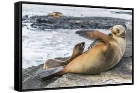 Galapagos Sea Lion (Zalophus Wollebaeki) Pup Nursing in Puerto Egas-Michael Nolan-Framed Stretched Canvas