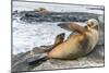 Galapagos Sea Lion (Zalophus Wollebaeki) Pup Nursing in Puerto Egas-Michael Nolan-Mounted Photographic Print