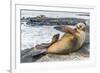 Galapagos Sea Lion (Zalophus Wollebaeki) Pup Nursing in Puerto Egas-Michael Nolan-Framed Photographic Print