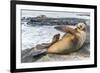 Galapagos Sea Lion (Zalophus Wollebaeki) Pup Nursing in Puerto Egas-Michael Nolan-Framed Photographic Print