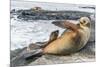 Galapagos Sea Lion (Zalophus Wollebaeki) Pup Nursing in Puerto Egas-Michael Nolan-Mounted Photographic Print