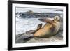 Galapagos Sea Lion (Zalophus Wollebaeki) Pup Nursing in Puerto Egas-Michael Nolan-Framed Photographic Print