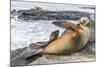 Galapagos Sea Lion (Zalophus Wollebaeki) Pup Nursing in Puerto Egas-Michael Nolan-Mounted Photographic Print